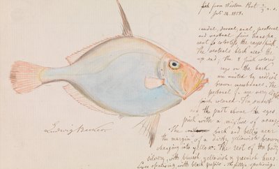 Pesce d